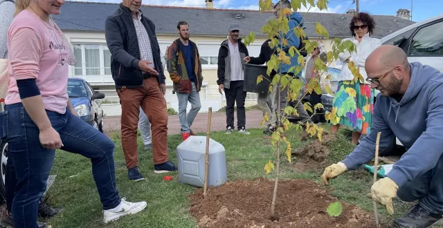 photo  manon provost avec pascal coconnier et pierrick massé de l’association aime, qui dispose des roses trémières à côté du jeune platane planté place saint-marc.  &copy;  le maine libre 