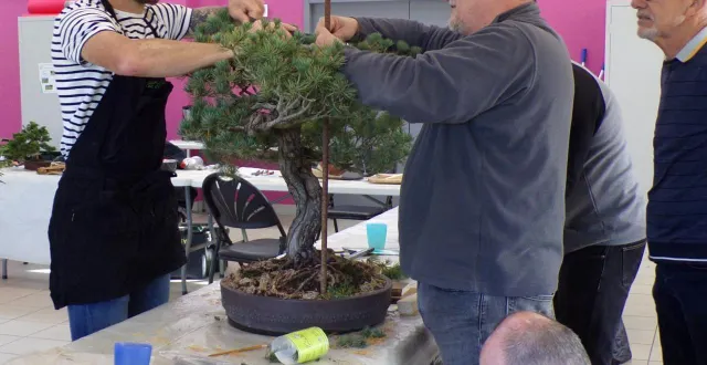 photo  un arbre dont la tête doit être refaite.  &copy;  le maine 