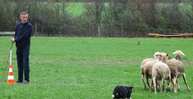 photo  le border collie, un chien de berger et de chasse efficace qui a le besoin constant d’être en mouvement.  &copy;  ouest-france 