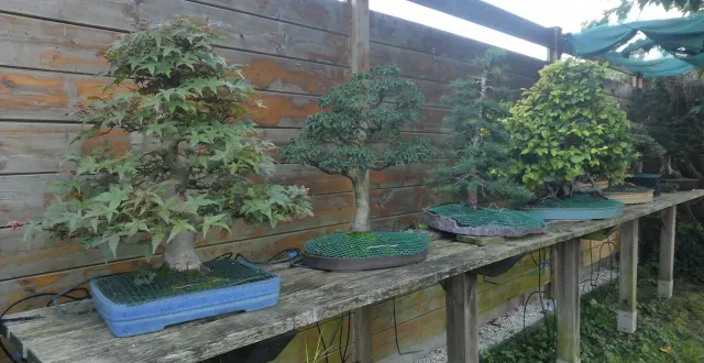 photo  quelques bonsaïs, dont certains seront présentés lors de cette exposition.  &copy;  ouest-france 