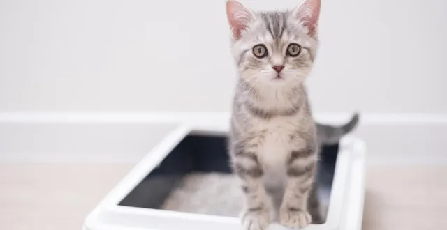 photo  francine, le chat mascotte d’un magasin de virginie avait sauté dans un camion qui l’avait emmené à 137 kilomètres du magasin. photo d’illustration.  &copy;  getty images/istockphoto 