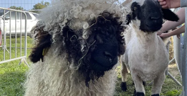 photo  ces moutons nez noir du valais, comme d’autres races normandes, seront à l’honneur à la foire saint-denis à montilly-sur-noireau (orne), samedi 11 et dimanche 12 octobre 2025.  &copy;  ouest-france 