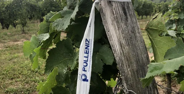 photo  chaque cep suspect est prélevé en vue d’analyse, avant d’être arraché pour prévenir toute potentielle contamination.  &copy;  archive co 
