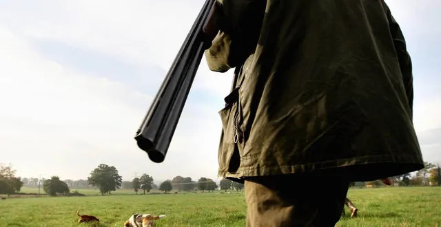 photo  le chaton de cédric et sabrina a été attaqué par des chiens de race beagle lors d’une partie de chasse à précigné (photo d’illustration).  &copy;  archives joël le gall / archives ouest-france 