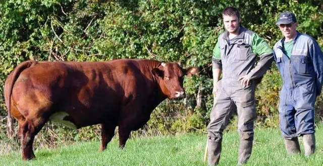 photo  jean fritel (à droite) et antoine richard présentent le bœuf vendu à l’entreprise intermarché de gacé.  &copy;  ouest-france 
