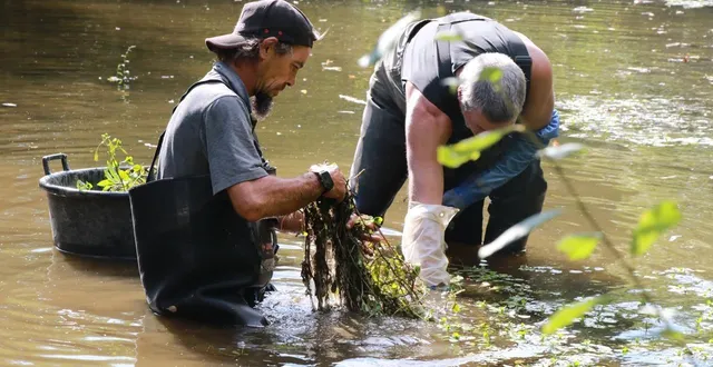 photo  arrachage jussie à nyoiseau, le 9 octobre 2025, par des salariés de l’association d’insertion asure. opération organisée par le syndicat du bassin de l’oudon.  &copy;  ouest-france 