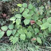 photo  un pied de renouée du japon a été repéré en bord d’oudon, à nyoiseau. 