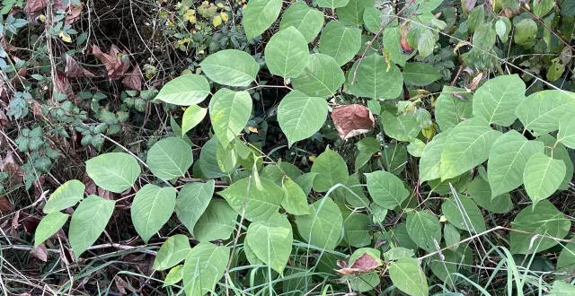 photo  un pied de renouée du japon a été repéré en bord d’oudon, à nyoiseau.  &copy;  ouest-france 