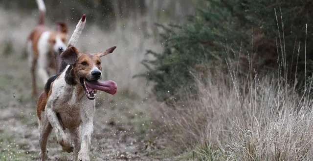 photo  « une enquête a été ouverte pour déterminer les circonstances exactes » de l’attaque.  &copy;  illustration le courrier de l’ouest 