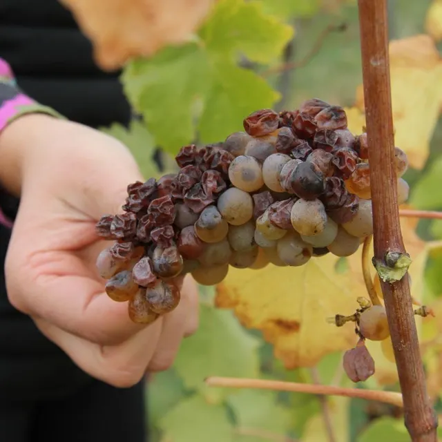 photo en cette journée de mi-octobre, il reste quelques grappes de chenin à récolter dans les vignes de l’appellation bonnezeaux.  ©  ouest-france.