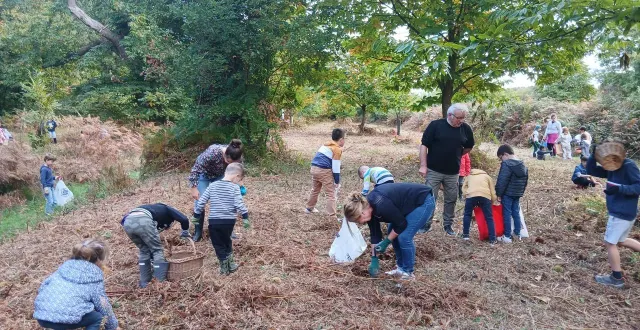 photo  les élèves du sivos lavernat-montabon ont ramassé les châtaignes dans l’allée des nouzillards.  &copy;  le maine libre 