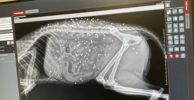 photo  la radiographie réalisée chez le vétérinaire montre les plombs fichés dans le corps de moustache.  &copy;  photo fournie par la propriétaire 