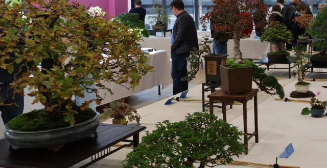 photo  de nombreux visiteurs sont venus, dimanche, à la maison de quartier du gué-perray, pour admirer les arbres exposés par les amis du bonsaï. « on a toujours du monde, les gens sont intéressés et épatés de voir de si beaux arbres, on est récompensés du travail qui est fait », s’enthousiasme patricia, membre du club et exposante. ceux qui ont apporté leur propre bonsaï, ont dû patienter pour recueillir des conseils, voire une petite taille, à l’atelier prévu à cet effet.  &copy;  ouest-france 