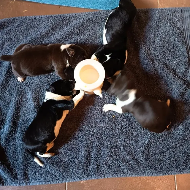 photo ils étaient en état d’hypothermie lors de leur découverte.  ©  kik déclic / guillaume ganivet