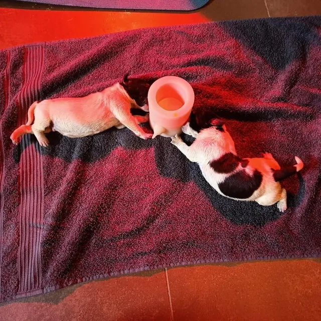 photo selon guillaume ganivet, les chiots avaient environ trois jours lors de la découverte.  ©  kik déclic / guillaume ganivet