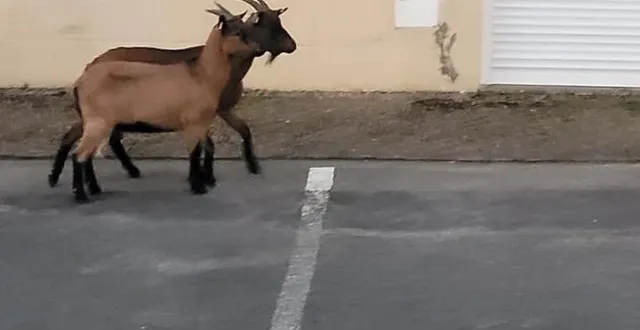 photo  après trois semaines de cavale, les chèvres ont retrouvé leur enclos.  &copy;  isabelle ribot 