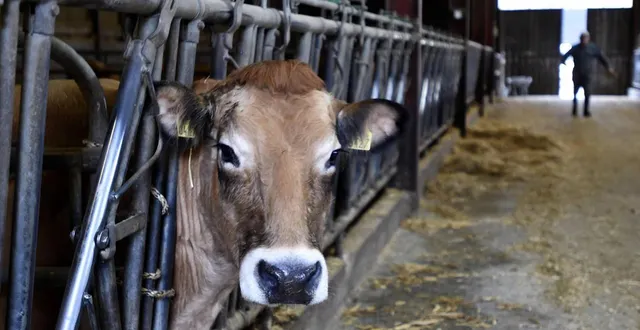 photo  depuis 2019, des dizaines de bovins ont été victimes de maltraitance.  &copy;  illustration le courrier de l’ouest - marie delage 