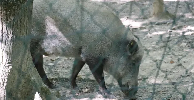 photo  un sanglier du parc animalier dans la forêt de grimbosq, au sud de caen (calvados). photo d’illustration.  &copy;  archives ouest-france 