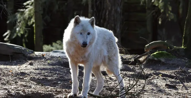 photo  albator, l’emblématique loup arctique du zoo de la flèche (sarthe) est mort la semaine dernière à l’âge de 13 ans.  &copy;  zoo de la flèche 
