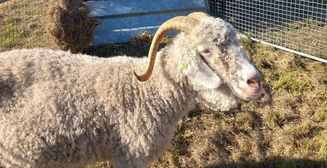 photo  une 8e édition s’impose en raison du succès  &copy;  le maine libre 