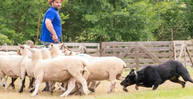 photo  25 borders collies participent au concours.  &copy;  wenaeve photographie 
