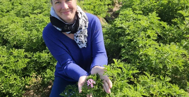 photo  coraline coutant, dans sa parcelle de géraniums rosats prêts à récolter pour la distillation.  &copy;  co 