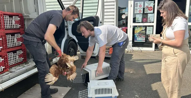 photo  poule pour tous organise régulièrement ce type d’actions, comme ici en juin 2025 à la flèche (sarthe), où une centaine de poules avaient été sauvées de l’abattoir et adoptées.  &copy;  archives ouest-france 