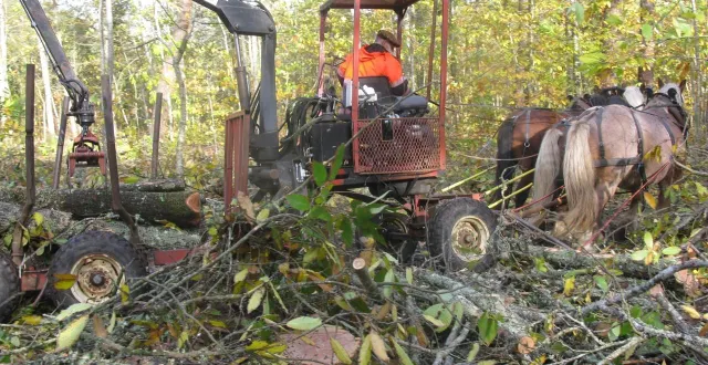 photo  comment débarder ? la réponse se fera en démonstration à l’arche de la nature, dimanche 19 octobre 2025, à l’occasion de la fête de la forêt et de la randonnée.  &copy;  archives ouest-france 