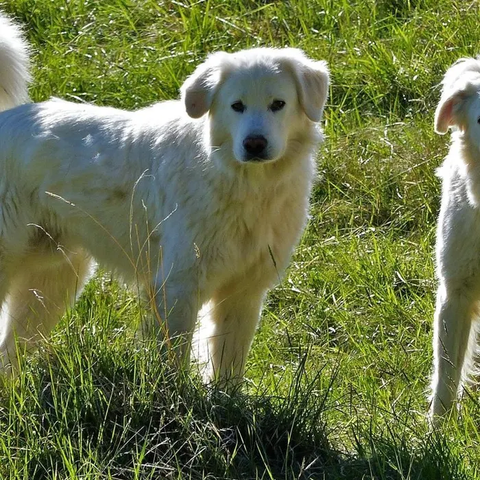 Un chien qui errait dans un parc depuis un mois capturé : deux personnes assurent être son maître (Ouest-France)