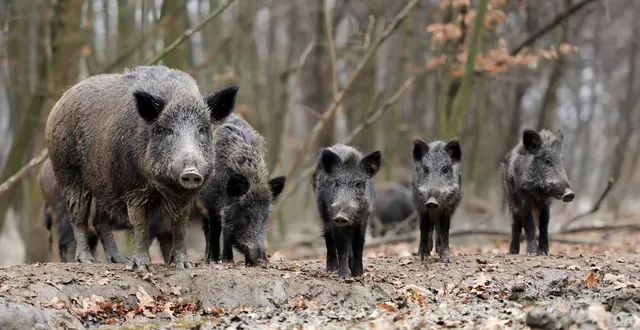 photo  la battue administrative a pour but de diminuer le nombre de sangliers présent dans le secteur.  &copy;  archives ouest-france 