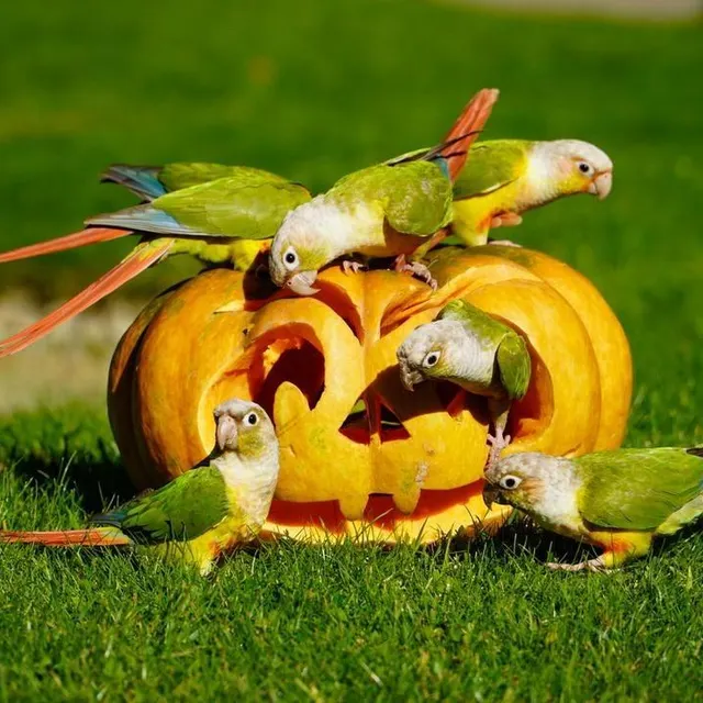 photo pour ces vacances de la toussaint 2024, le zoo de la flèche se met à l’heure d’halloween.  ©  zoo de la flèche