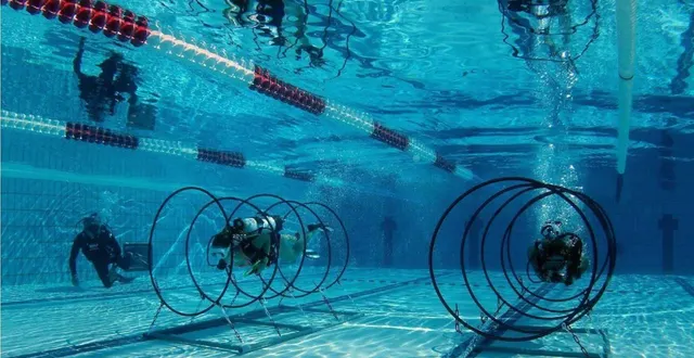 photo  des baptêmes de plongée sont prévus vendredi 24 octobre de 10 h 30 à 13 h 30.  &copy;  lesley agnew 