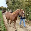photo monts-sur-orne, près d’argentan (orne), était le théâtre d’une marche des chevaux.