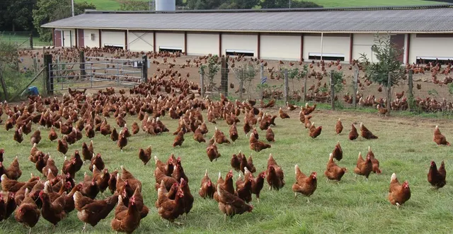 photo  avec l’élévation du niveau de risque lié à la grippe aviaire, le parcours extérieur des volailles devra être réduit mais les animaux pourront quand même sortir des bâtiments.  &copy;  ouest france 