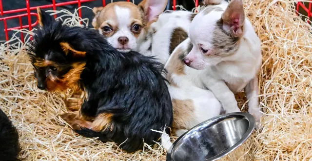 photo  le salon du chiot s’est tenu à angers, le week-end du 20 et 21 septembre.  &copy;  illustration ml - yvon loue 