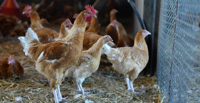 photo  les animaux doivent être confinés face au risque de grippe aviaire.  &copy;  archives co – josselin clair 
