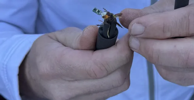 photo  la microbalise gps est clipsée à l’abdomen du frelon asiatique, qui peut ensuite reprendre sa vie normale… et être suivi à la trace jusqu’à son nid.  &copy;  ouest-france 