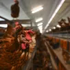 photo  les poulets, poules pondeuses et autres volailles doivent rester en partie confinées en attendant que le niveau d’alerte ne soit levé. 