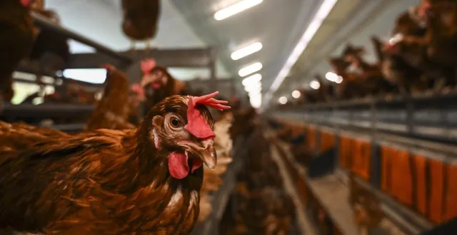 photo  les poulets, poules pondeuses et autres volailles doivent rester en partie confinées en attendant que le niveau d’alerte ne soit levé.  &copy;  photo le maine libre denis lambert 