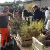 photo le responsable du service des espaces verts, bruno blanchouin, procédera à la distribution des plantes.