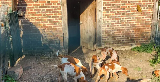 photo  des chiens ont été sauvés grâce à l’intervention des associations dans les ardennes.  &copy;  cnda 
