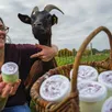 photo anne mèche fait du lait de ses chèvres des fromages, mais aussi des yaourts, moins gras et très digestes.