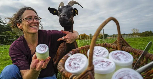 photo  anne mèche fait du lait de ses chèvres des fromages, mais aussi des yaourts, moins gras et très digestes.  &copy;  le maine libre - denis lambert 