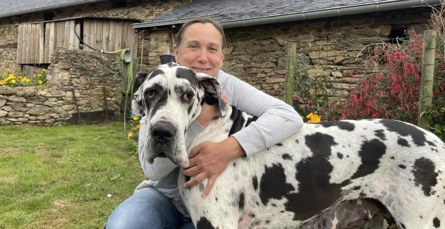 photo  roazhon, un dogue allemand de 5 ans, a joué dans le film « french lover », diffusé sur netflix, aux côtés d’omar sy et sara giraudeau.  &copy;  co - lucas jariais 