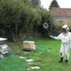 photo  lorsque le temps le permet, michèle houdebine essaie de protéger ses ruches des attaques du frelon asiatique. 