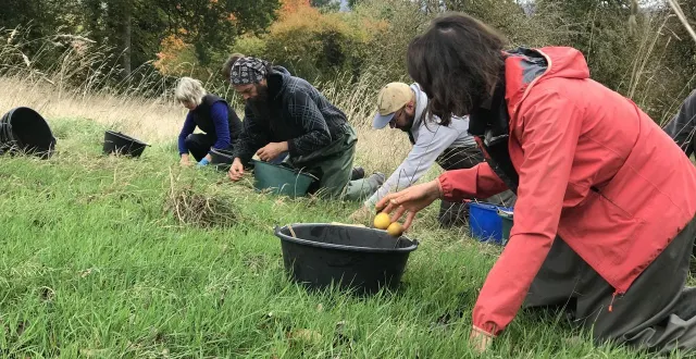 photo  mardi 21 octobre 2025, la récolte des poires bat sont plein à mantilly à la ferme des grimaux, dans l’orne.  &copy;  ouest-france 