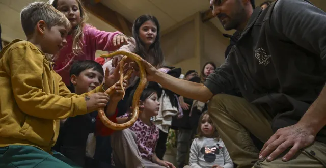 photo  pour terminer l’animation, le vétérinaire du spaycific’zoo maxime thué propose aux visiteurs de caresser un serpent.  &copy;  le maine libre - denis lambert 