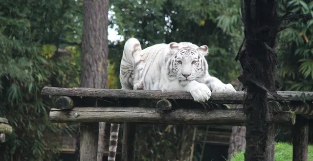 photo  la tigresse blanche asia a rejoint le zoo de la flèche (sarthe) à la fin du mois de juin. après deux mois d’acclimatation, elle est aujourd’hui visible du grand public.  &copy;  ouest-france 
