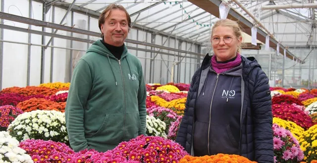 photo  aux serres de julie, tenues par julie bansept et gwenaël fouquet, à bazouges-cré-sur-loir (sarthe), les jours qui précèdent la toussaint sont toujours déterminants pour bien finir la saison.  &copy;  ouest-france 