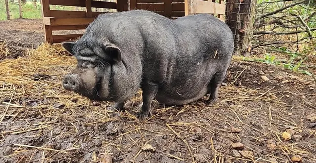 photo  en fuite depuis le lundi 27 octobre 2025, le cochon « rillettes » est activement recherché du côté de bazouges-cré-sur-loir, près de la flèche, dans le sud de la sarthe.  &copy;  charly lancelle 